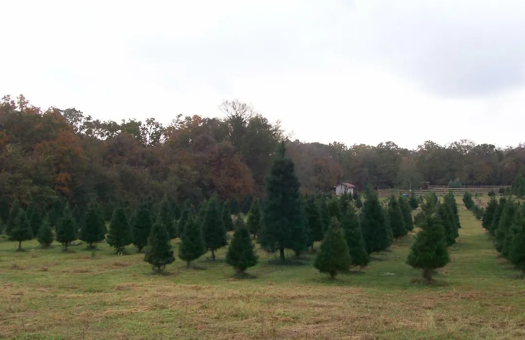 Kelumac Christmas Tree Farm B&B-1